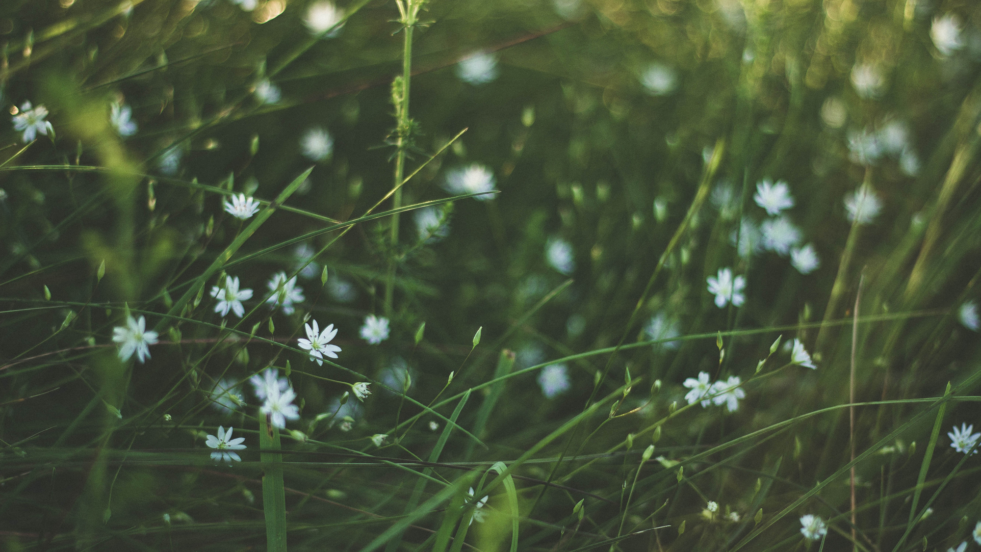Van Blue naar Bloom: zo fleur je je humeur en huid op