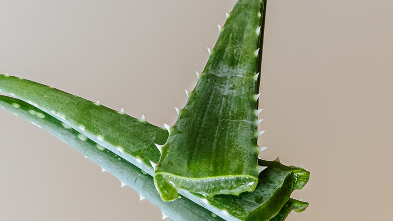 Sarie koos bewust voor de natuurlijke huidverzorging van Self na haar kankertraject