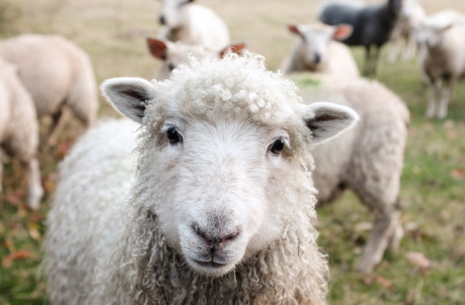 WAT BETEKENT DIERPROEFVRIJ? EN VEGAN?